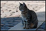 Le chat de Saint Emilion