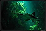Aquarium de La Rochelle
