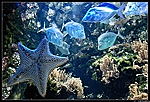 Aquarium de La Rochelle