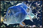 Aquarium de La Rochelle