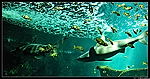Aquarium de La Rochelle