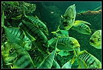 Aquarium de La Rochelle