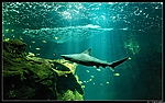 Aquarium de La Rochelle