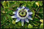 Passiflore a l ile aux Moines